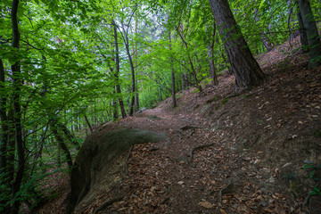 Mountain hiking trail leading through a forest full of fresh spring greenery in Appiano in Italian South Tyrol