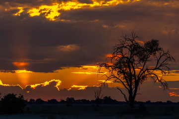 Botswana landscape during beautiful orange sunset showing the land in all its natural beauty