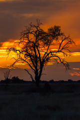 Fototapeta na wymiar Botswana landscape during beautiful orange sunset showing the land in all its natural beauty