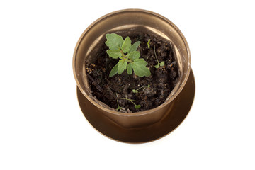 Young tomato sprout in pod