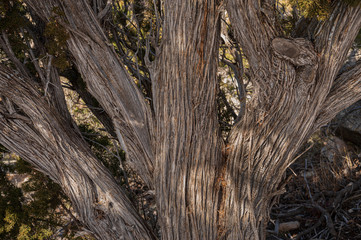 Weathered bark of an ancient juniper tree.