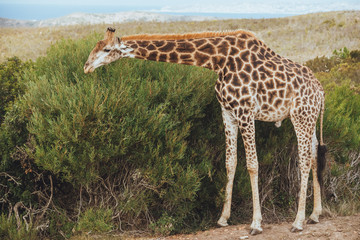 A giraffe eats and stands on the road with a view of bushes and grassy field in Africa