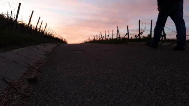 Man is walking on a road in a vineyard and dawn