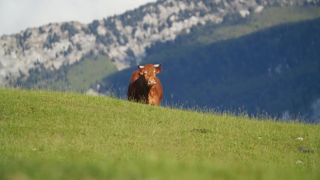Une magnifique vache laiti&egrave;re  broute les haute herbe dans une prairie au abord des alpes grenobloise.