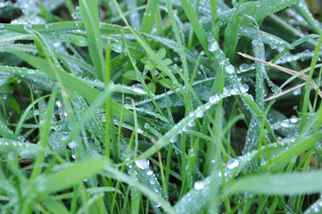 Drops of Dew on the Grass
