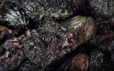 Oysters background