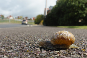 Close view from ground level of a garden snail (Cornu aspersum) moving across an urban pavement with houses and car blurred in background.Image