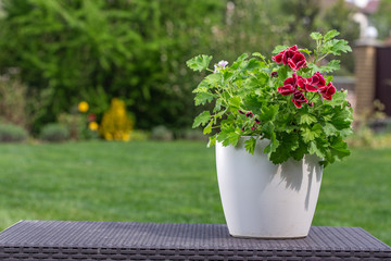 Red pelargonium on the table in the garden