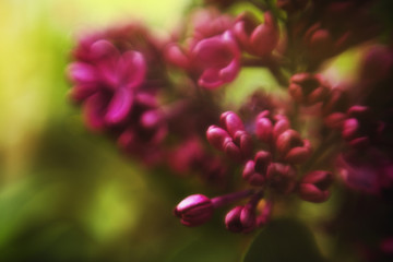 Obraz premium Flower Bokeh for Background. Blurry Flower for Background. The buds of the blooming lilac close-up
