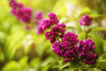 Flower Bokeh for Background. Blurry Flower for Background. The buds of the blooming lilac close-up