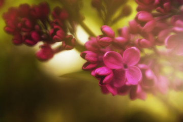 Flower Bokeh for Background. Blurry Flower for Background. The buds of the blooming lilac close-up