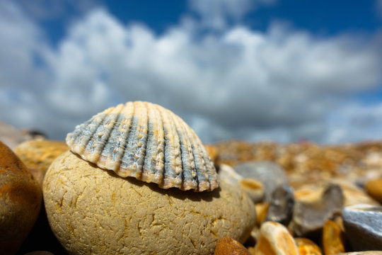 Low angle narrow point of focus on ornate shell with pebbled beach blurred in background.Sunny day blue sky and white clouds.Image