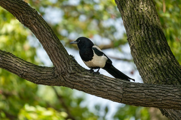 Close-up of a Eurasian magpie or common magpie (Pica pica) sitting in a tree