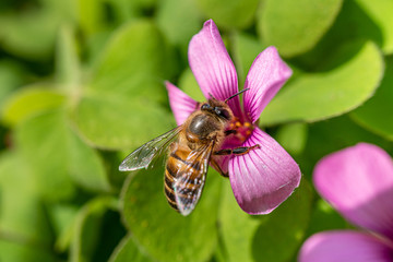 Close-Up of a honey bee on pink flower