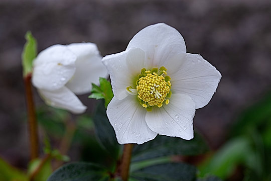 Christrose
