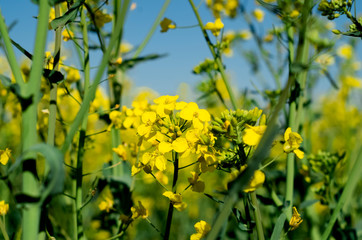 Yellow rape flower among green stems. Flowering rapeseed in spring
