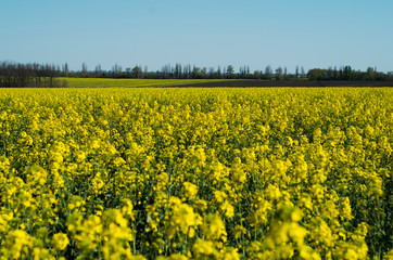 Yellow bright rapeseed field and blue sky on the horizon.
