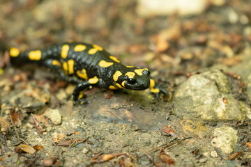 Fire Salamander