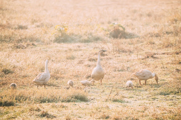 Domestic Geese And Goslings Walking On Field In Sunny Summer Day