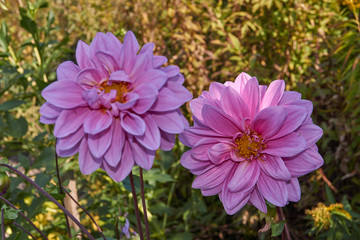 Obraz premium First day of autumn. Dahlias bloom in the garden (lat. Dahlia).