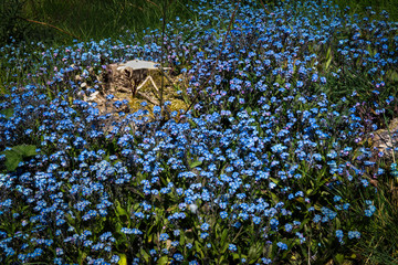 Naklejka premium carpet of wild forget me not flowers in summertime.