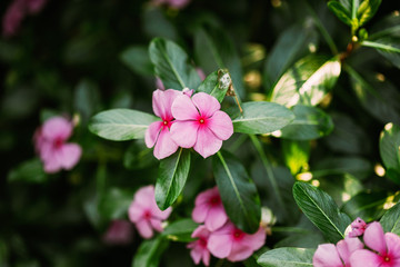 Goa, India. Blooming Pink Flowers Of Catharanthus Roseus In Garden