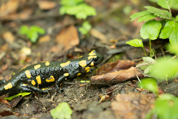 Fire Salamander