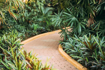 Green Leaves Of Crotons - Codiaeum Variegatum Pictum - Bushes Growing Along Walkway, Way Park Garden. © Great Brut Here