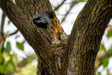 Close-up of a common blackbird feeding its young