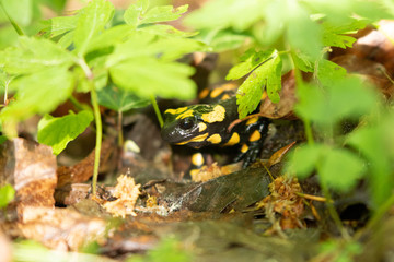 Fire Salamander