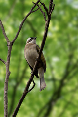 Close-up of a light-vented (Chinese) Bulbuls (Pycnonotus sinensis) sitting in a tree
