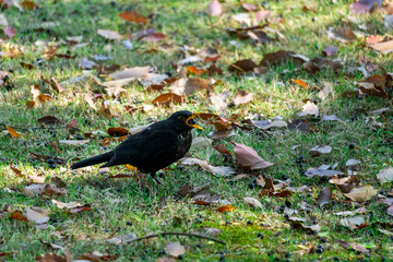 Close-up of a sitting common blackbird during spring time