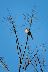 Close-up of a light-vented (Chinese) Bulbuls (Pycnonotus sinensis) sitting in a tree