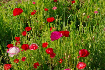 Naklejka na ściany i meble Poppy flowers in the garden