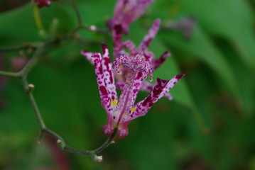 Close up purple flower and green background