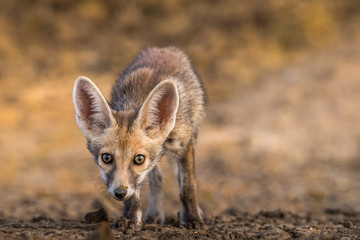 Desert Fox .. This image of Desert fox is taken at Gujarat in India.
