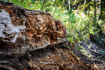 Fototapeta na wymiar Tree trunk on the ground gnawed by insects on a hot day in Bariloche.