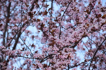 Rami di albero con fiori rosa primaverili