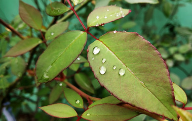 water droplets on leaf