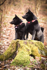 Young females of schipperke is sitting on trunk. They are so patient models.