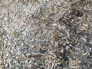 Fototapeta premium The texture of the small round beautiful natural stones cobblestones sticks and twigs in the woods on the ground. The background