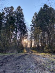 path in the forest