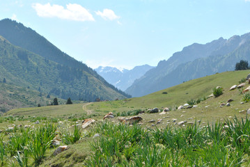 Fototapeta na wymiar summer mountain landscape nature recreation tourism
