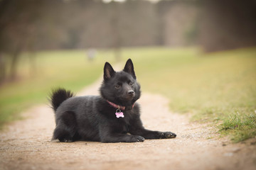 puppy of schipperke, who is lying in meadow. She is so happy and crazy dog.