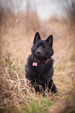 Young female of schipperke is sitting in reed. She has so nice face. She is so patient model.