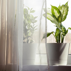 houseplants in white flower pot near the window with curtains