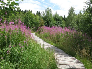 Weidenr&ouml;schen Moorweg Naturschutzgebiet Schwarzes Moor Rh&ouml;n