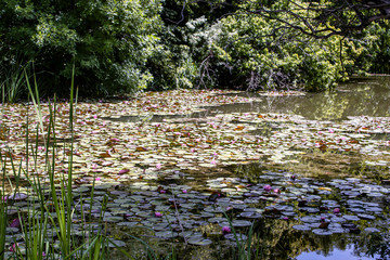 Lillies on the Pond
