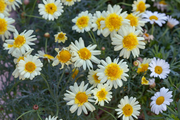 Buds of flowers on a branch in the spring