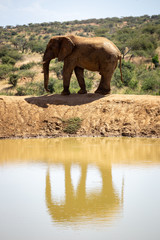 Kenyan Elephant at the watering hole in Africa
